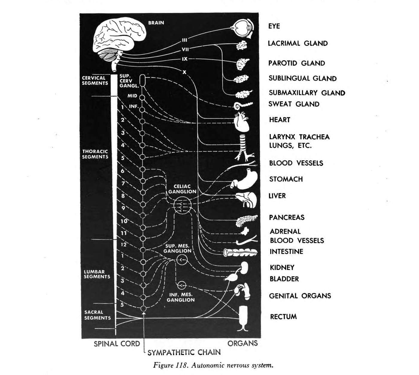 autonomic nervous system, Your autonomic nervous system
