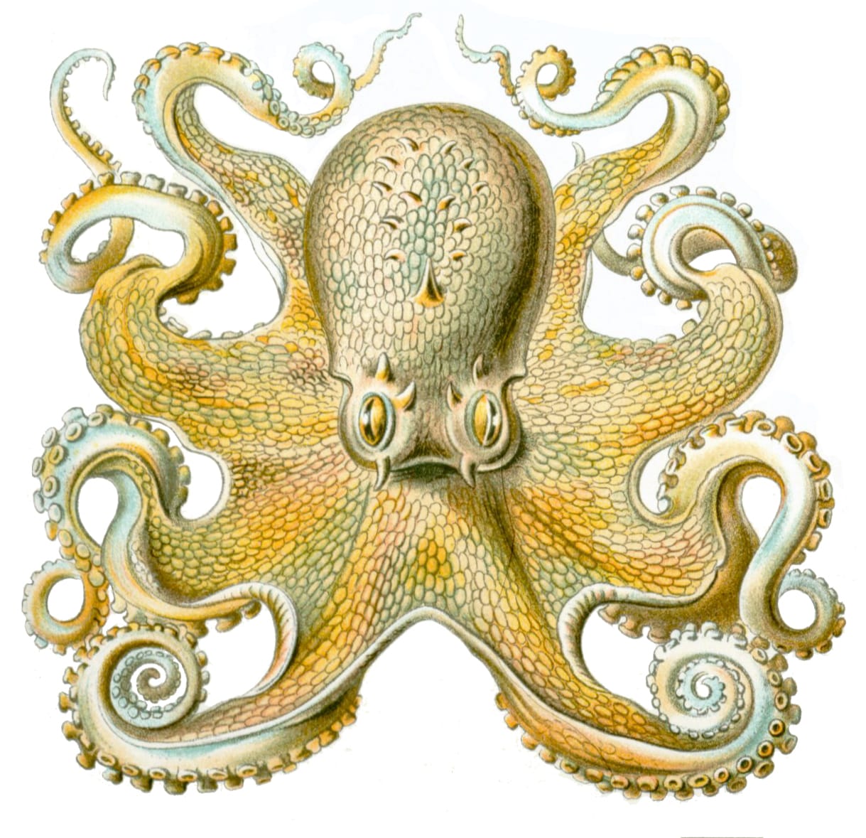 common octopus, octopuses