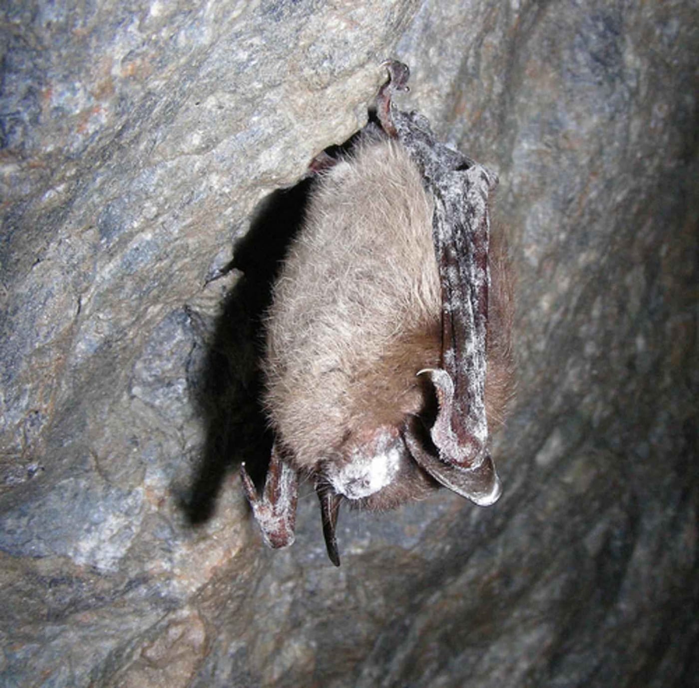 little brown bat, a bat