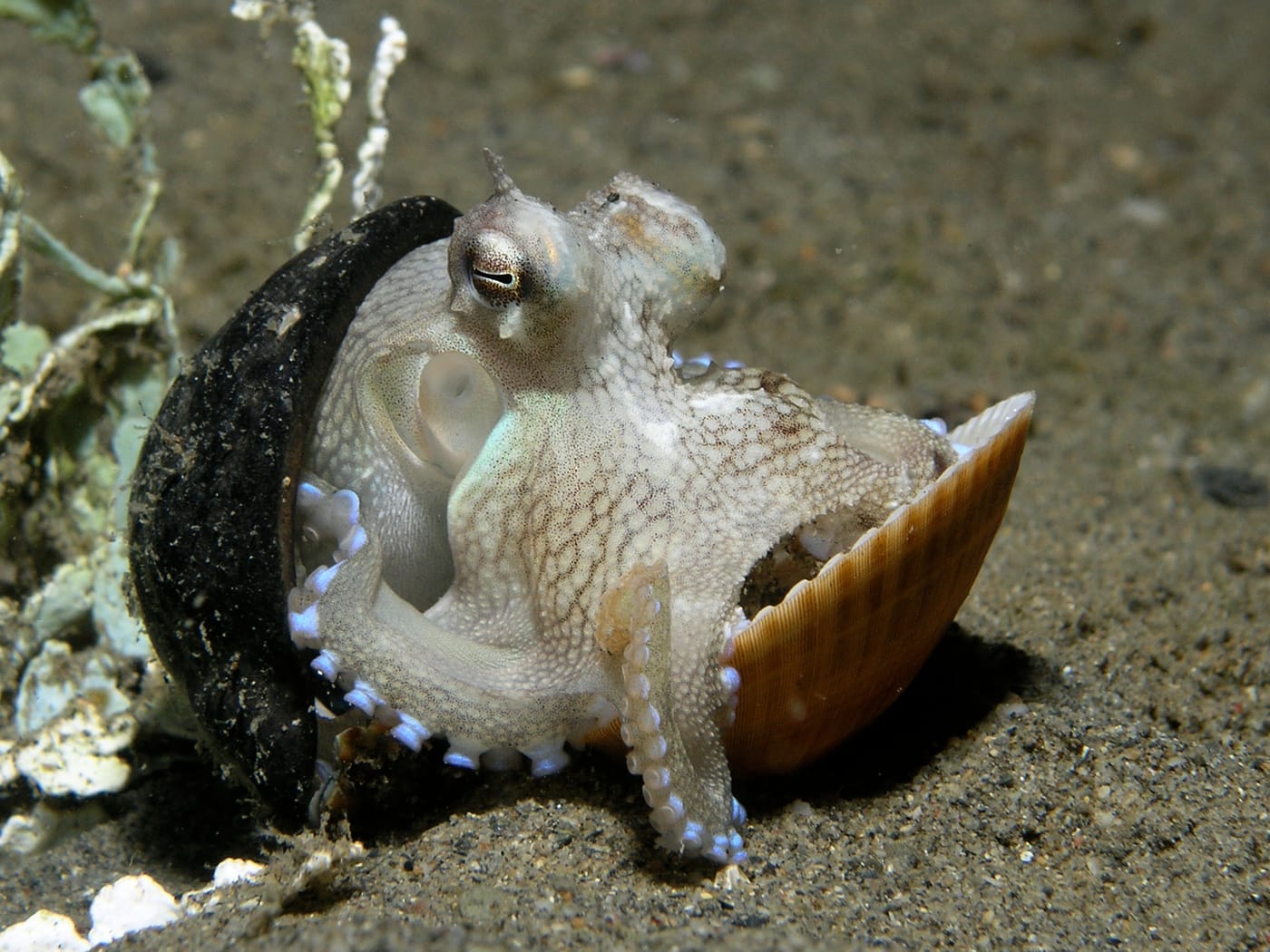 A veined octopus carrying a shell for shelter
