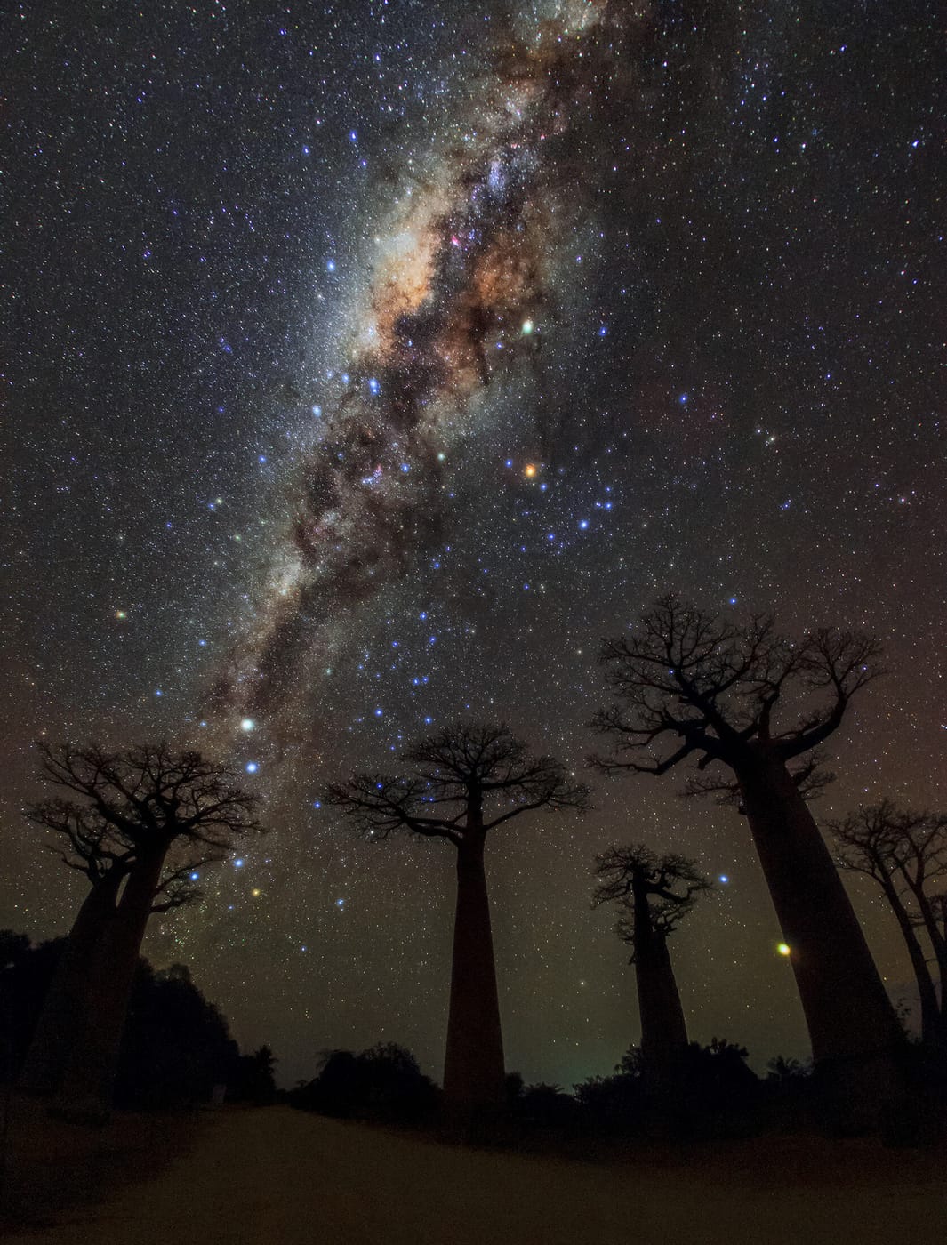 The Milky Way over the Avenue of Baobabs, Madagascar
