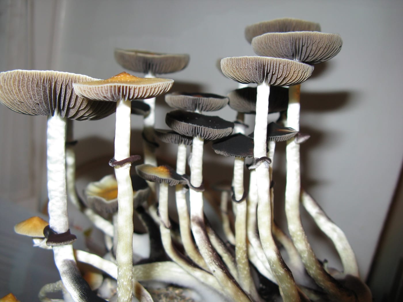 psilocybin