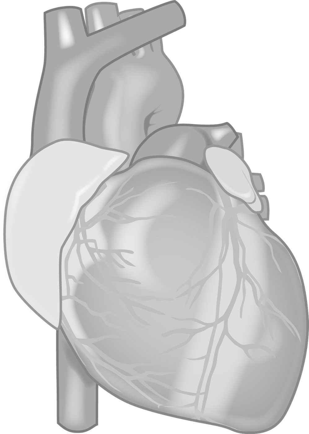 human heart, your heart