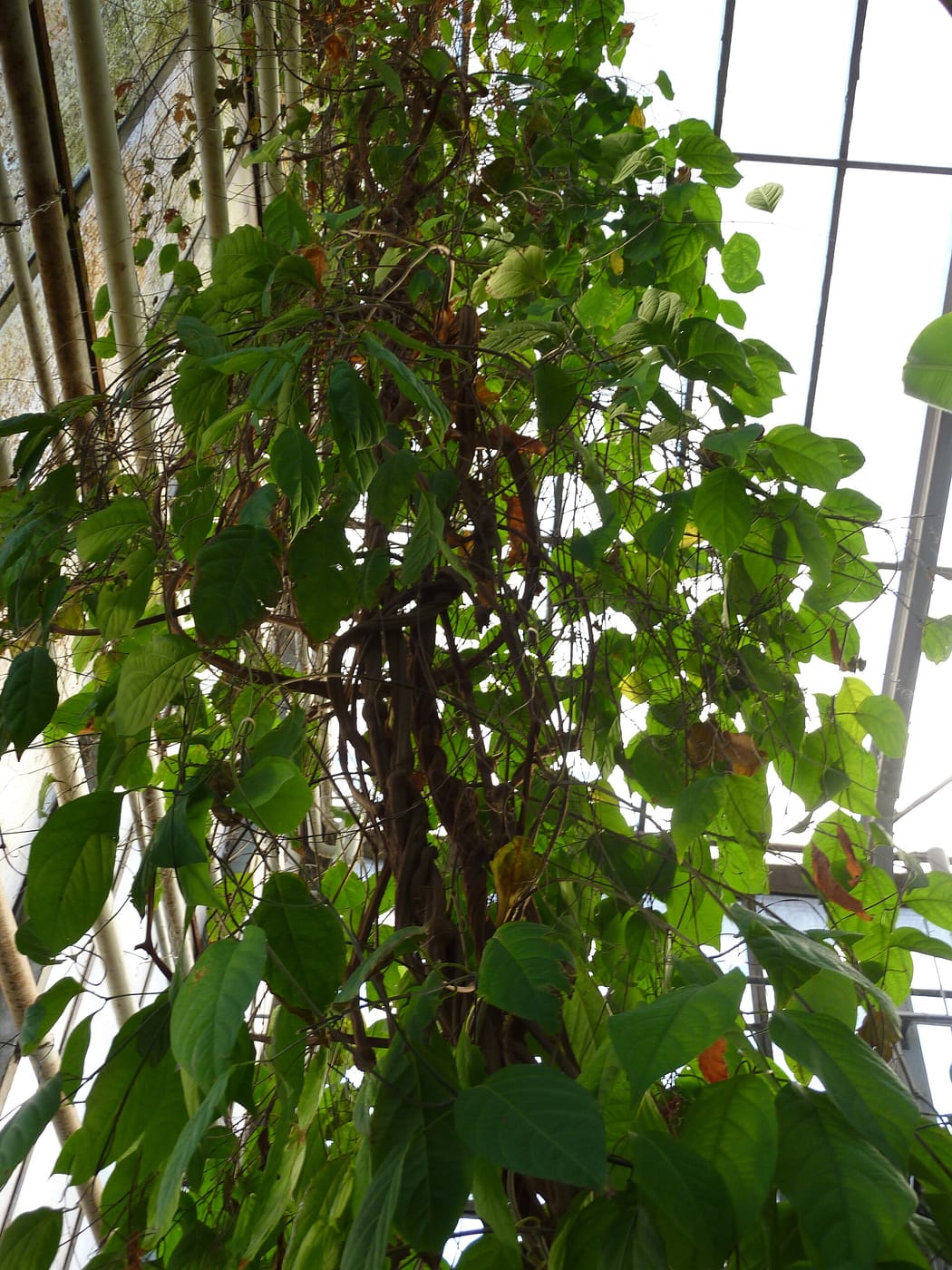 The ayahuasca vine, Banisteriopsis caapi