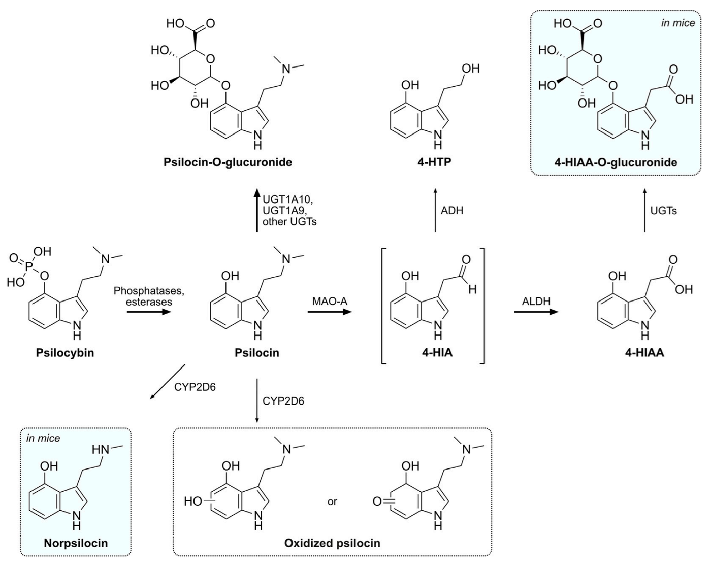 psilocybin-to-psilocin metabolic pathway, Psilocybin itself is largely inactive. Once ingested, your body strips off a phosph