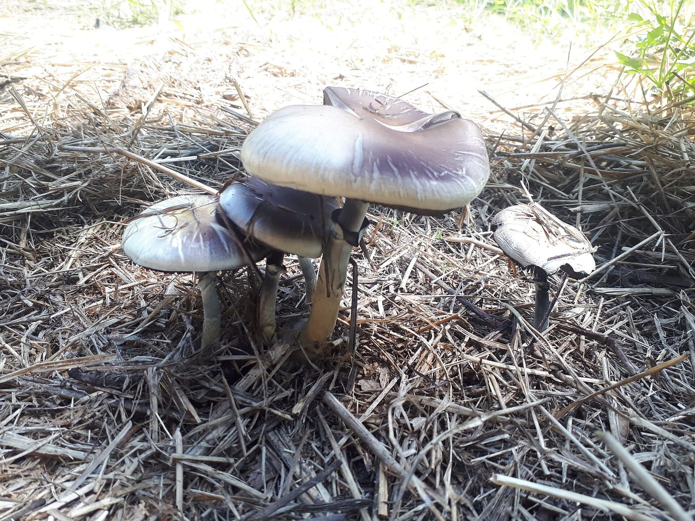 Psilocybe cubensis mushrooms