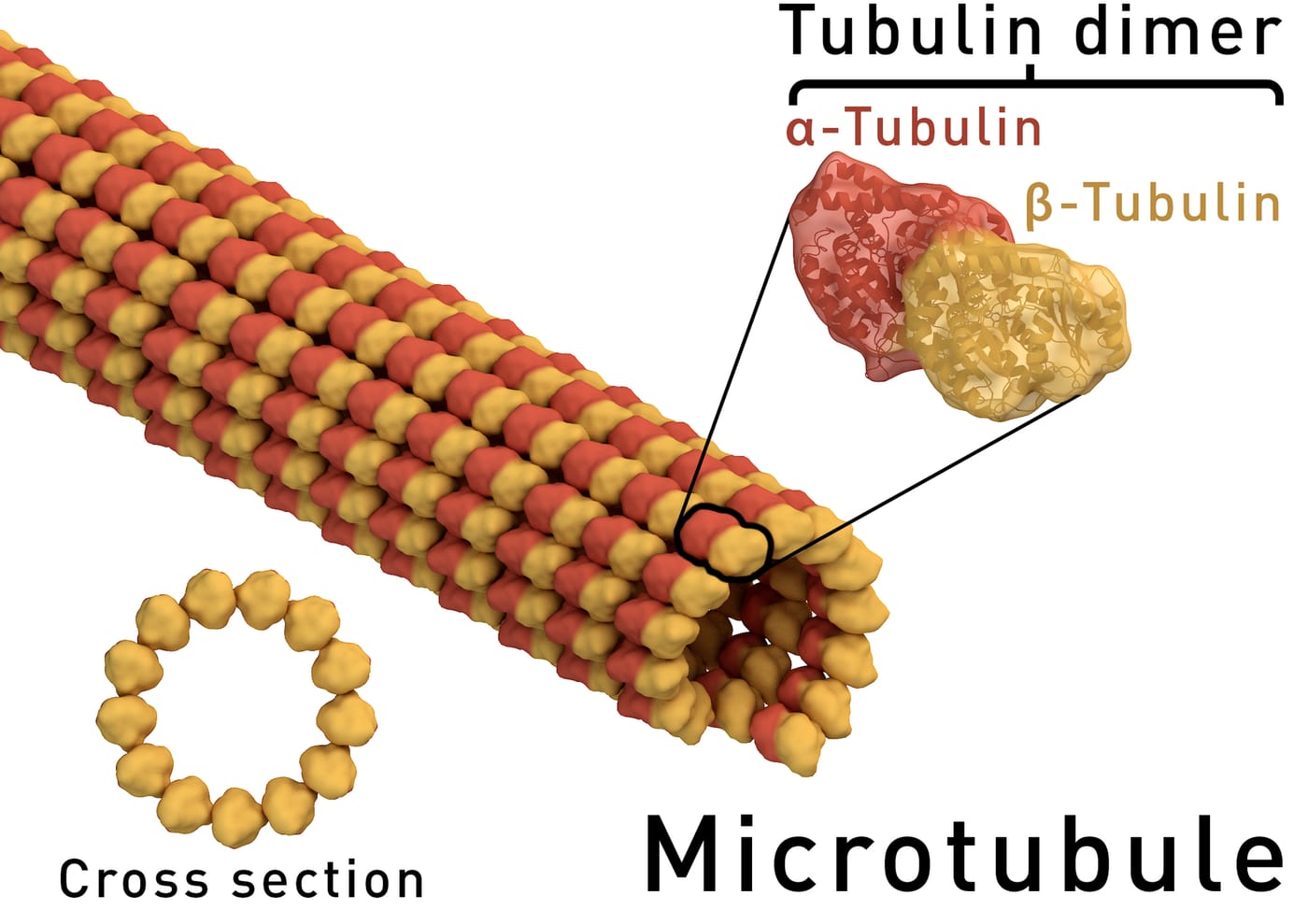 microtubule, A microtubule is a hollow tube made of the protein tubulin