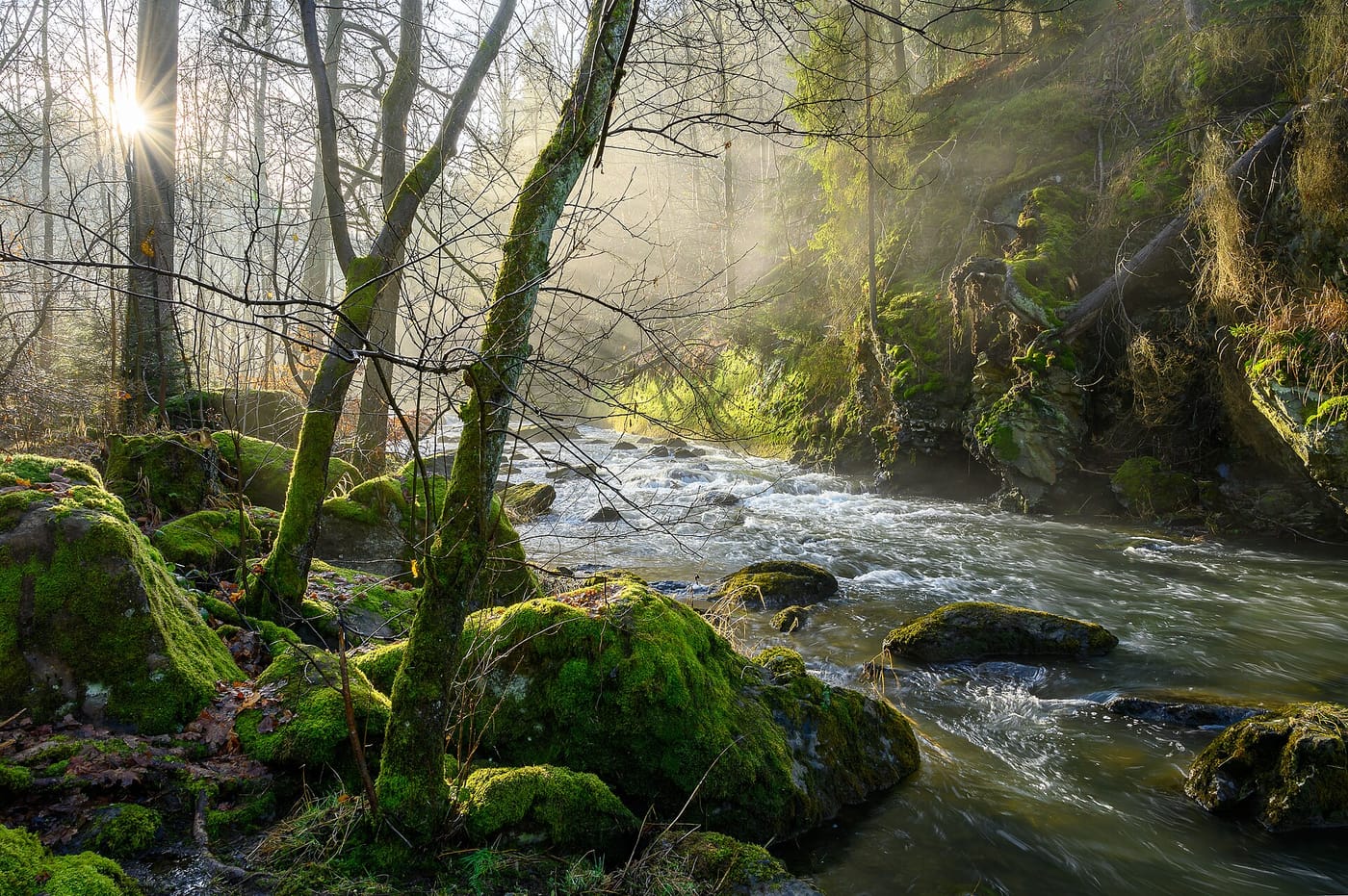 Morning light over a forest stream, Höllental