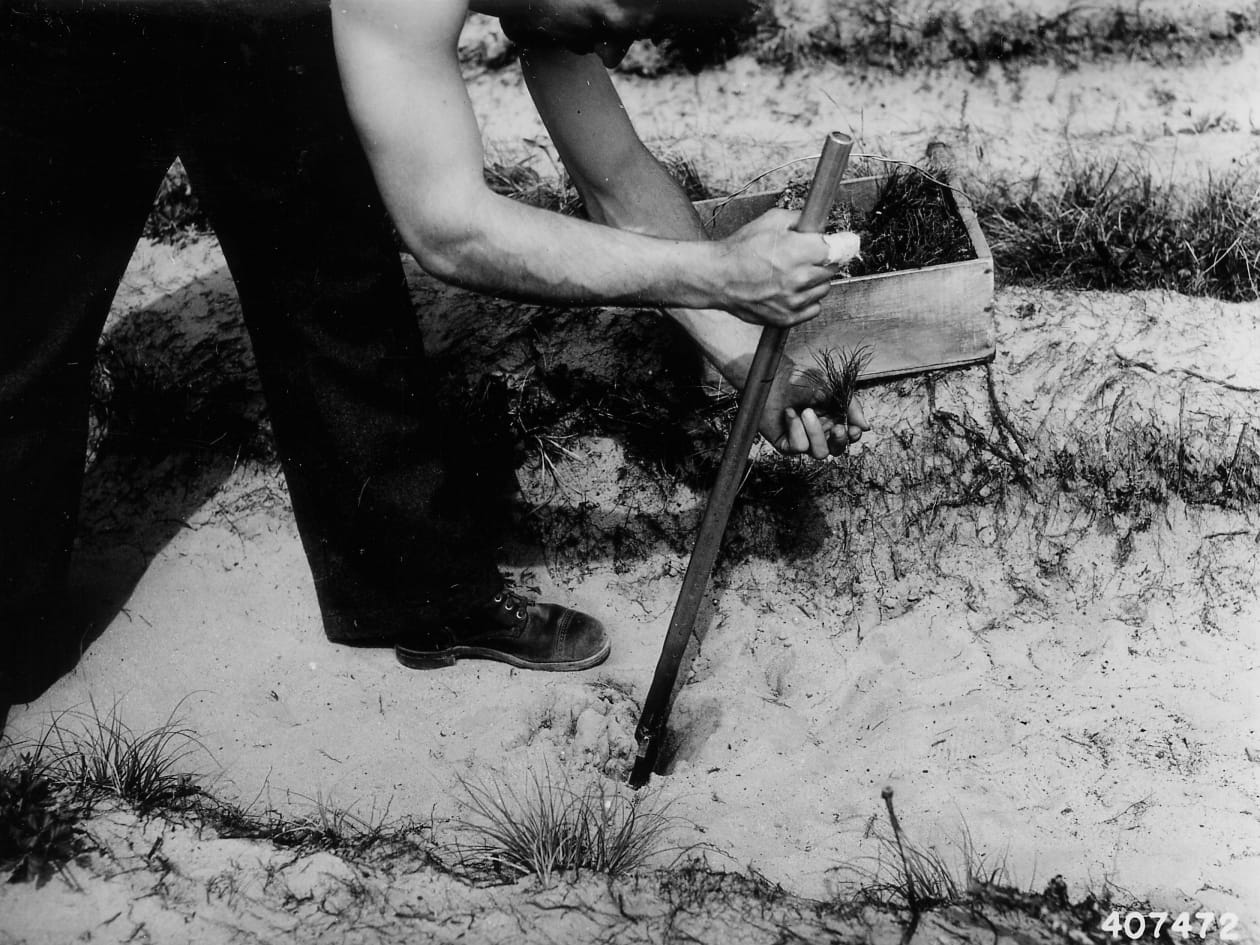 Planting a seedling