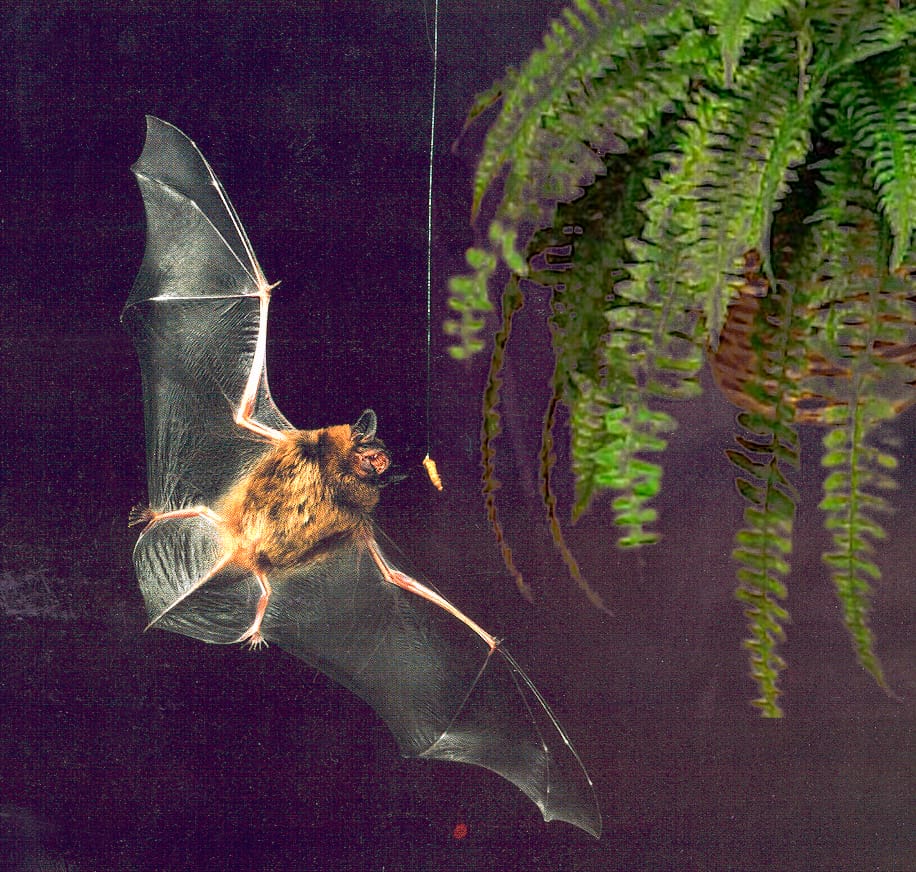 A bat in flight, after Nagel's question
