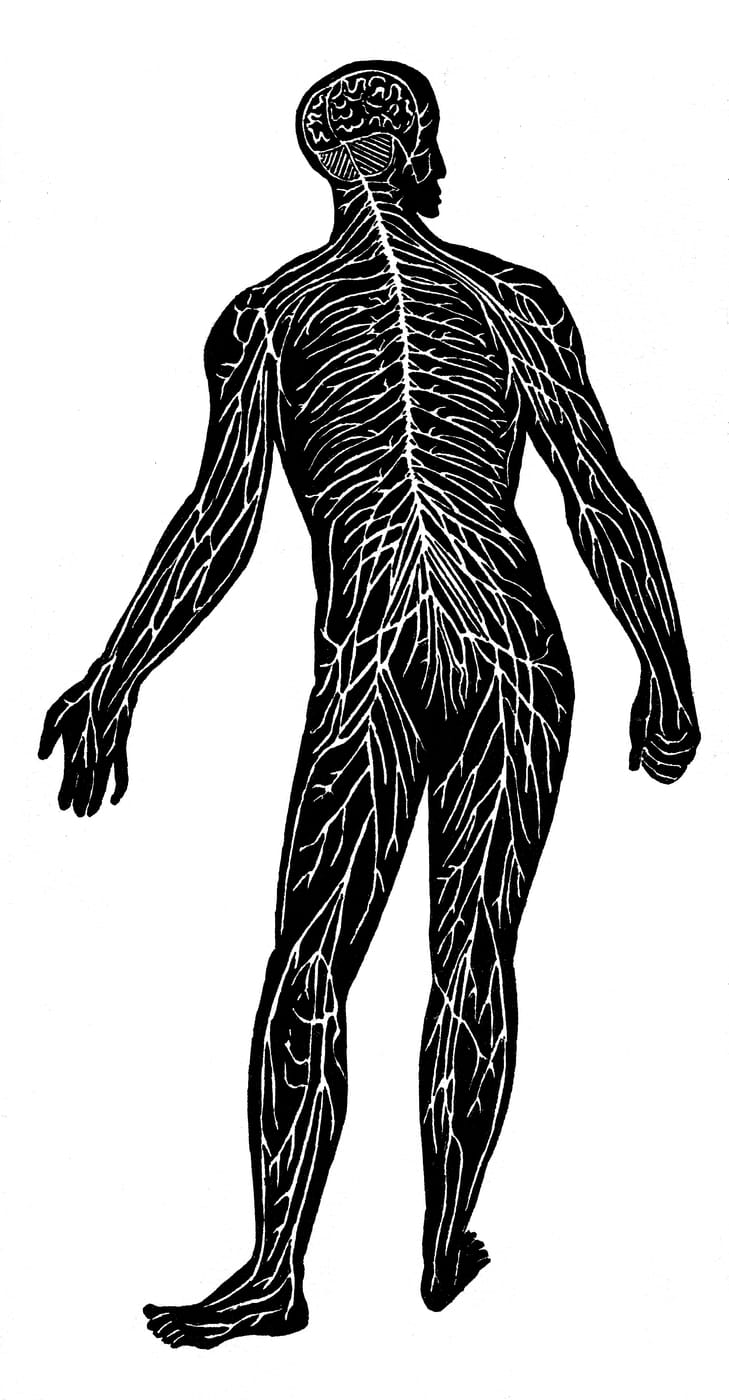 human nervous system